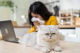 Do Cat Allergy Shots Work for Older Adults?